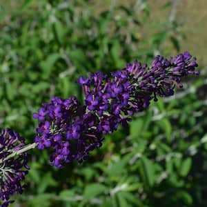2 Gal. Groovy Grape Butterfly Bush Flowering Shrub with Fragrant Violet-Purple Flowers