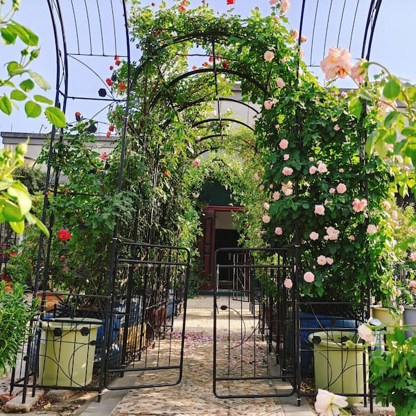 Unbranded - 79.5 x 86.6 in. Garden Trellis, Metal Garden Arch with Gate, Climbing Plants Support Rose Arch, Black