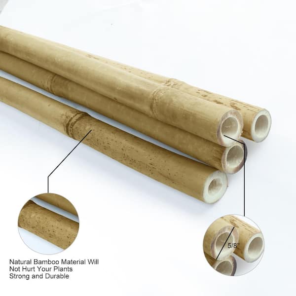 Bamboo Poles 24in Natural (Bundle of 12)