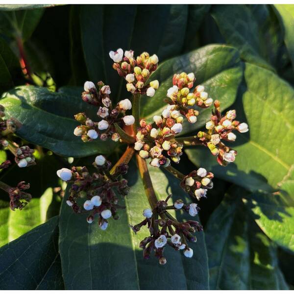 2.25 Gallon Viburnum Davidii Evergreen Shrub with Clusters of