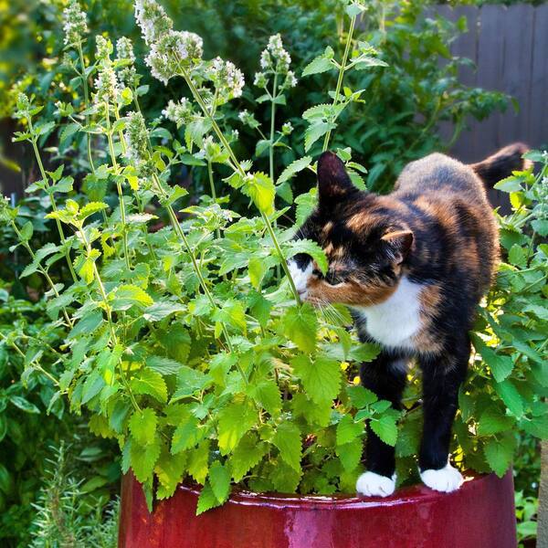 catnip herb plant