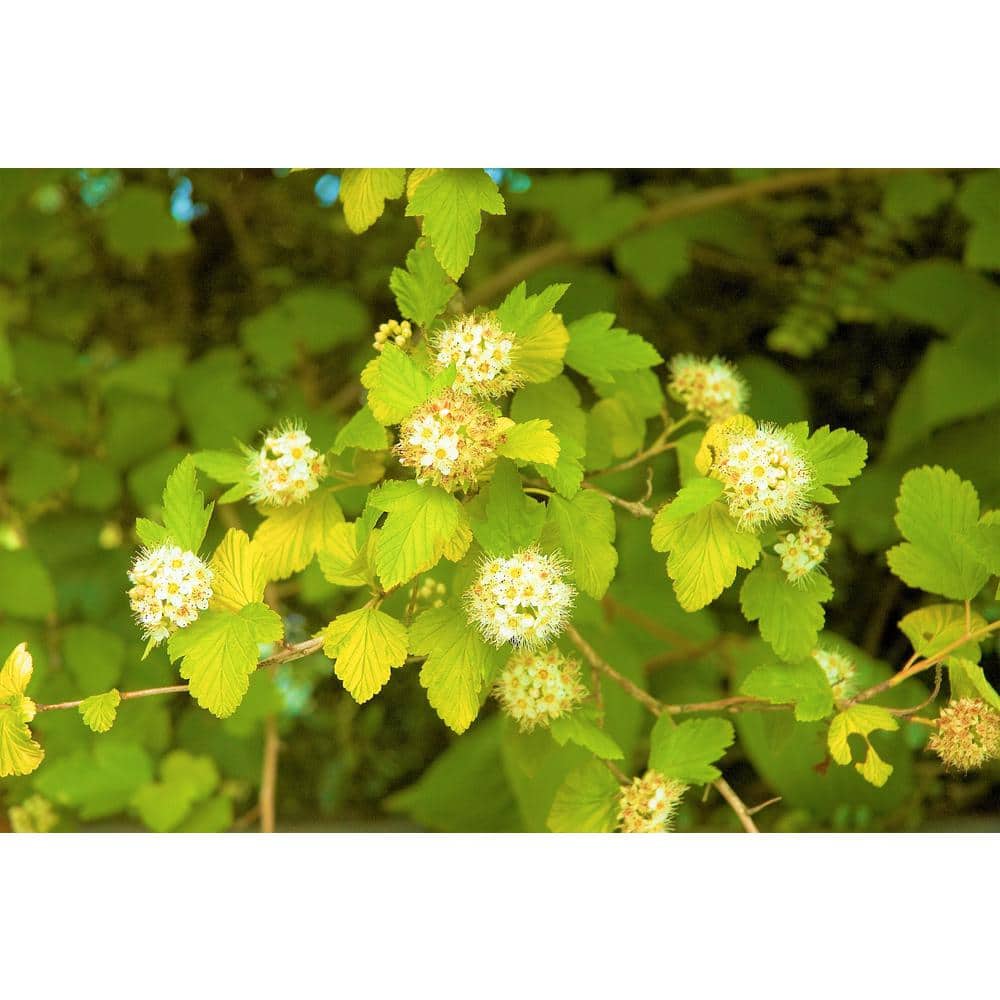 1 Gal. Dart's Gold Ninebark Shrub price history on PriceWatchPro