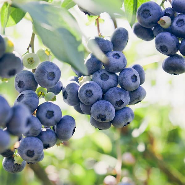 Garden State Bulb Blueberry Jersey, Live Bare Root Plant (Bag of 4)