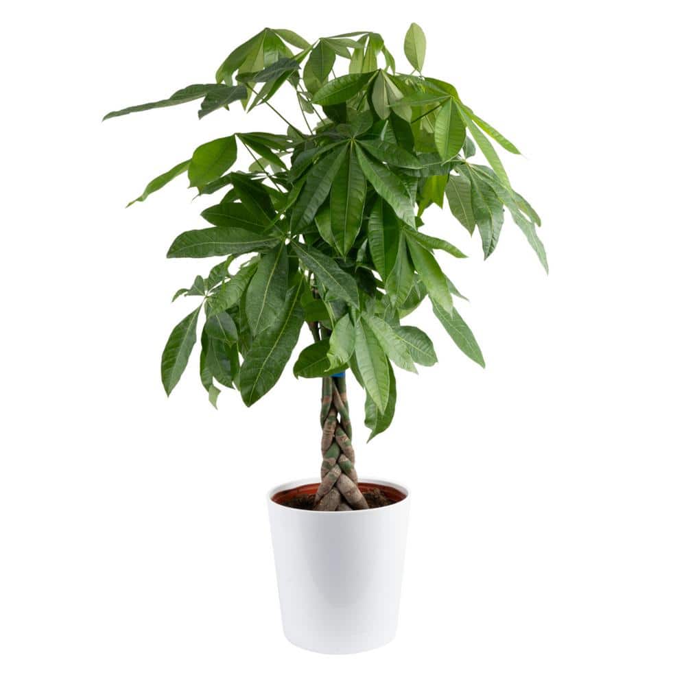 Costa Farms Pachira Braid Indoor Money Tree Plant in 10 in. Decor Planter Avg. Shipping Height 3-4 ft. Tall CO.3.PCH10.PARWHT - The Home Depot