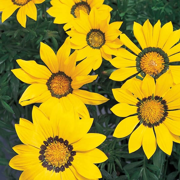 ALTMAN PLANTS 1-Pint Yellow African Daisy Plant
