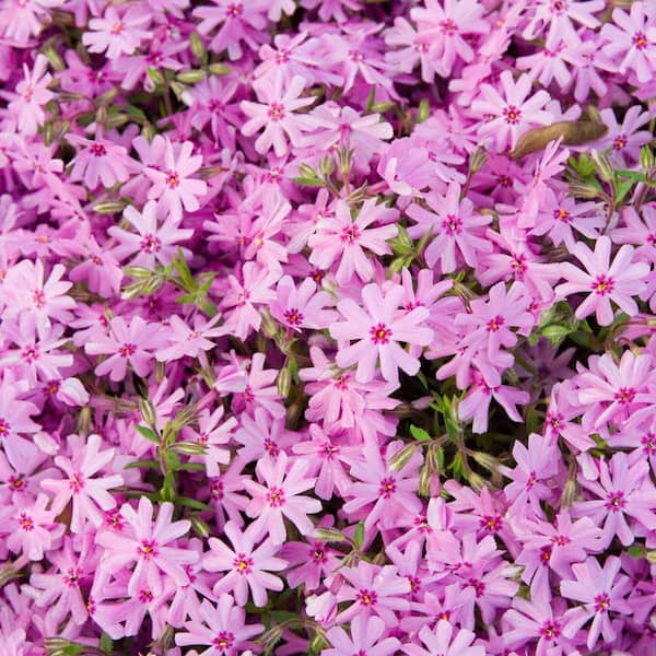 Spring Hill Nurseries Pink Emerald Creeping Phlox Dormant Bare Root Perennial Groundcover Plants, (2-Pack)