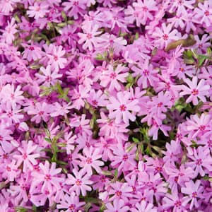 Emerald Pink Creeping Phlox Dormant Bare Root Flowering Perennial Groundcover Starter Plant (1-Pack)