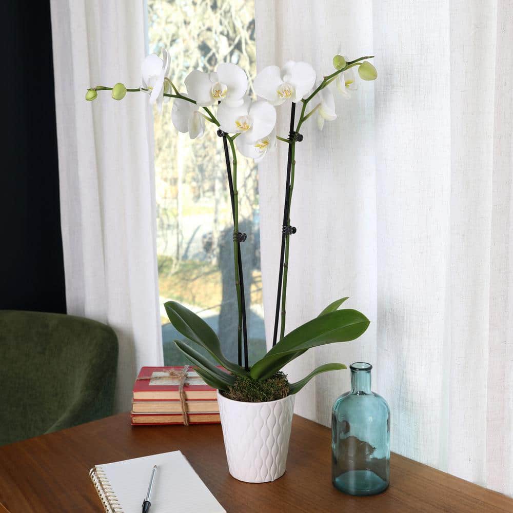 White and Yellow Orchid in 5" White Ceramic Pot