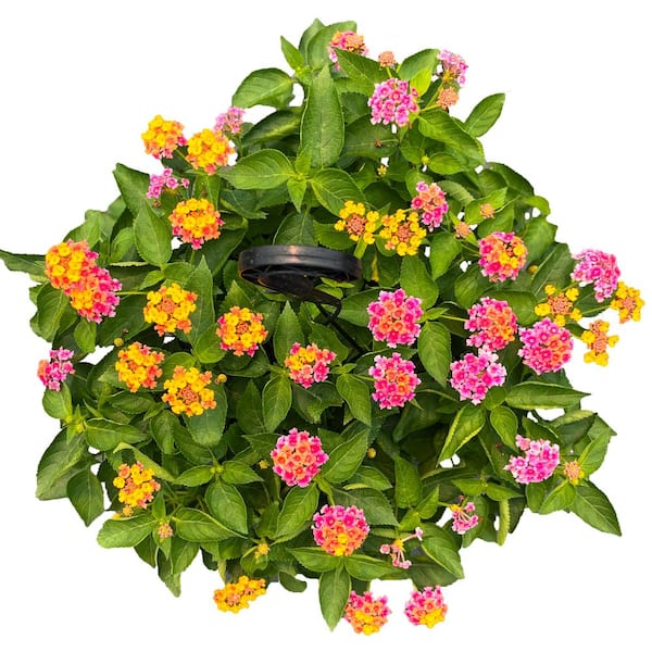 Junglescapes - YOGA MAT LANTANA BASKET A large Lantana