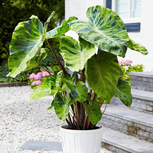 Planting Elephant Ears in Pots and Containers