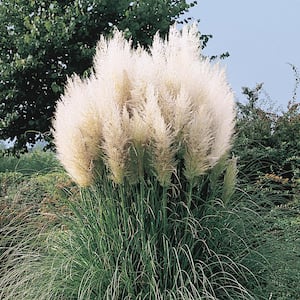 3 in. Pot White Pampas Grass (Cortaderia) Live Potted Perennial Plant White Colored Plumes (1-Pack)
