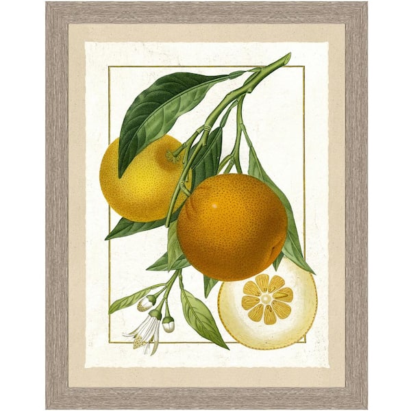 Vintage Print Gallery "Fresh oranges II" Framed Archival Paper Wall Art (26 in. x 32 in. Full Size)
