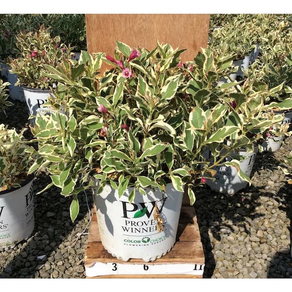 PROVEN WINNERS Weigela florida My Monet