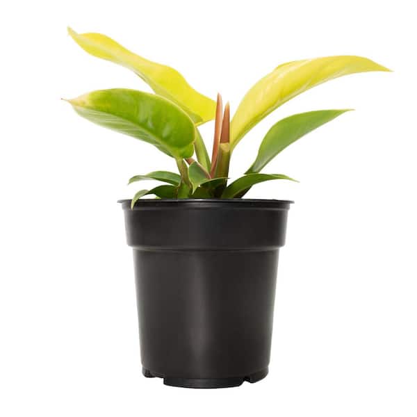 Bubbleblooms Philodendron Moonlight in a 4 Inch Pot Philo Moon Light Yellow Hederaceum