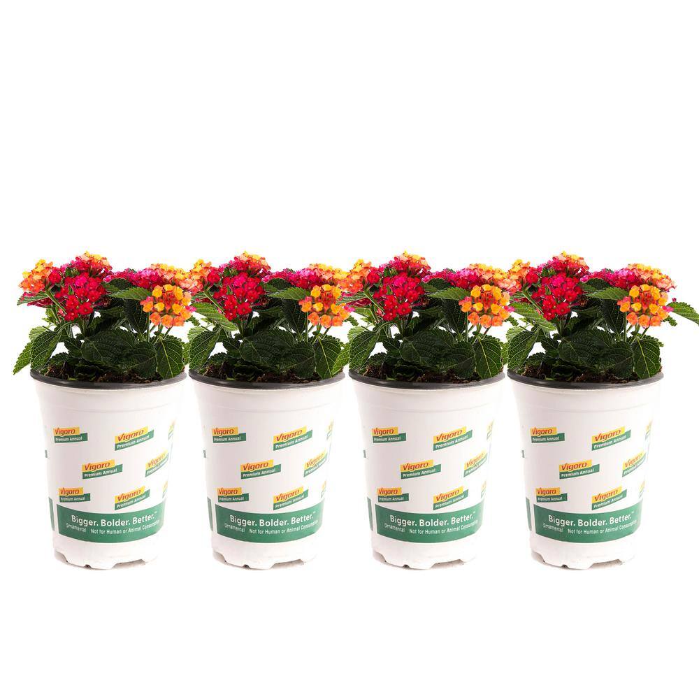 Vigoro 1 qt. Pink Lantana Plant (4-Pack) 748179531269 - The Home Depot