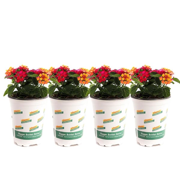 Vigoro 1 qt. Pink Lantana Plant (4-Pack)
