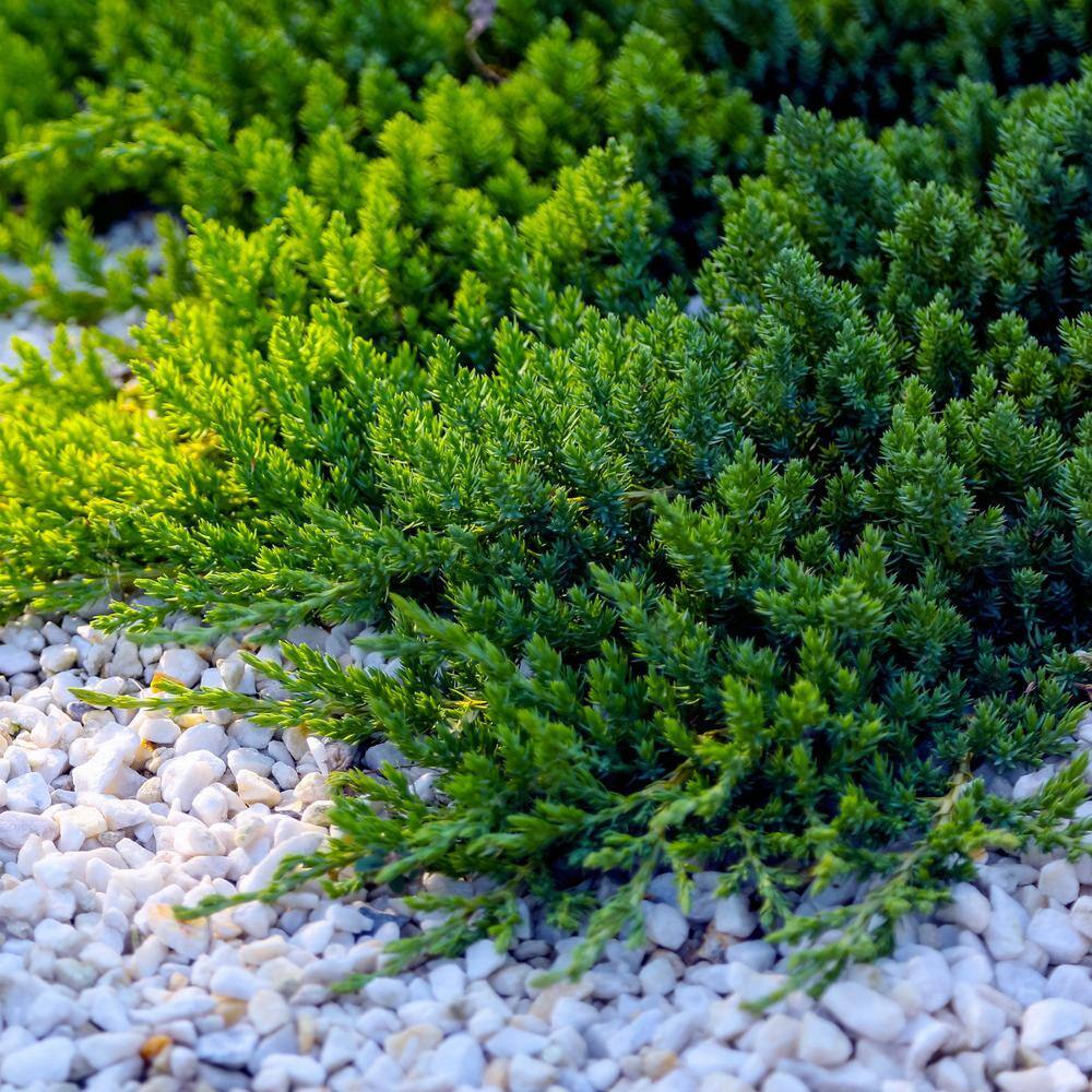 2.5 qt. Juniper Blue Pacific Shrub price history on PriceWatchPro