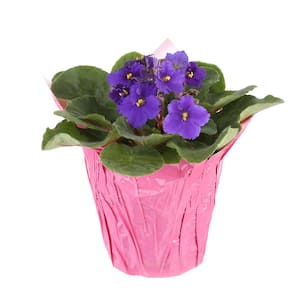 4 in. African Violet Plant