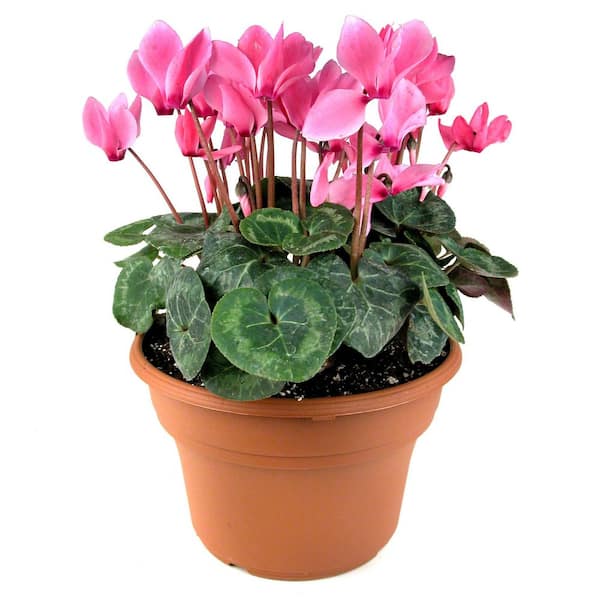 ALTMAN PLANTS 1.3 Qt. Pink Cyclamen Plant 31978 - The Home Depot