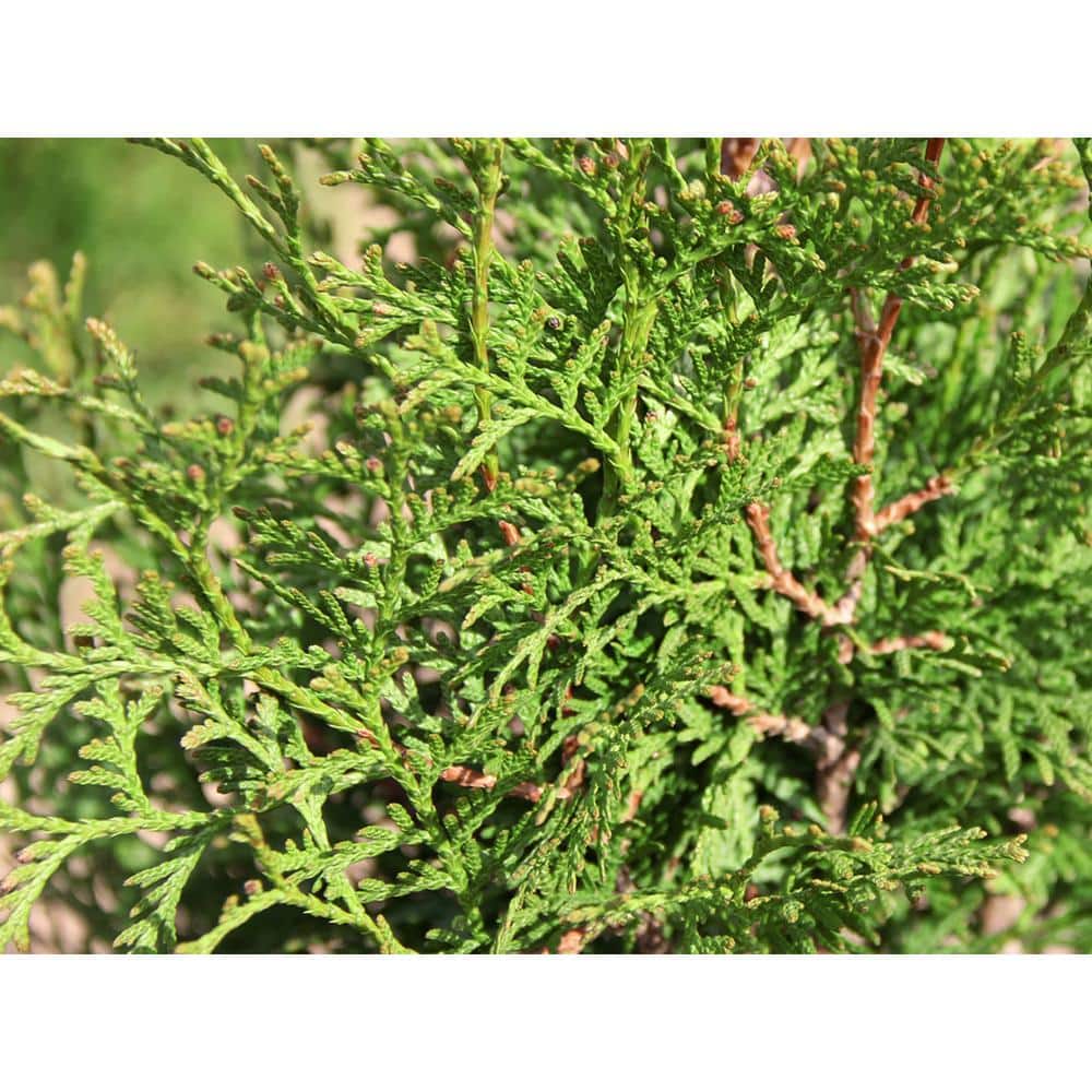 BLOOMIN' EASY Jumbo Pint Private Jet Abrovitae (Thuja) Live Shrub