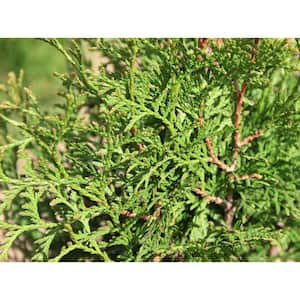 Jumbo Pint Private Jet Abrovitae (Thuja) Live Shrub, Evergreen