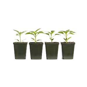 4 in. Bell Green Pepper Plant (4-Pack)