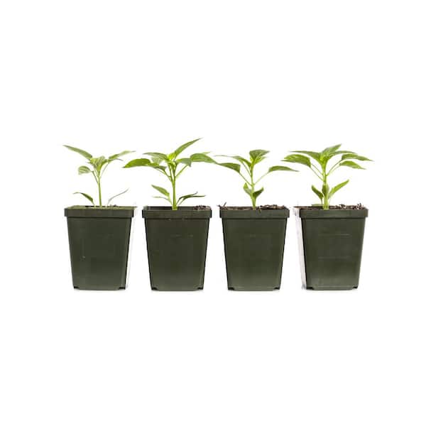 Unbranded 4 in. Bell Green Pepper Plant (4-Pack)
