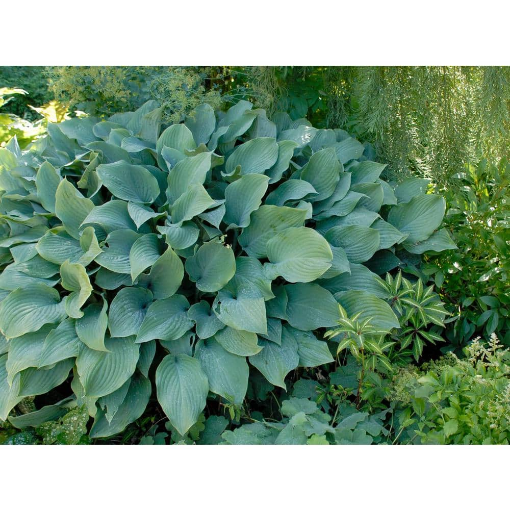 BELL NURSERY 1 Gal. Krossa Regal Hosta Live Flowering Shade Perennial ...