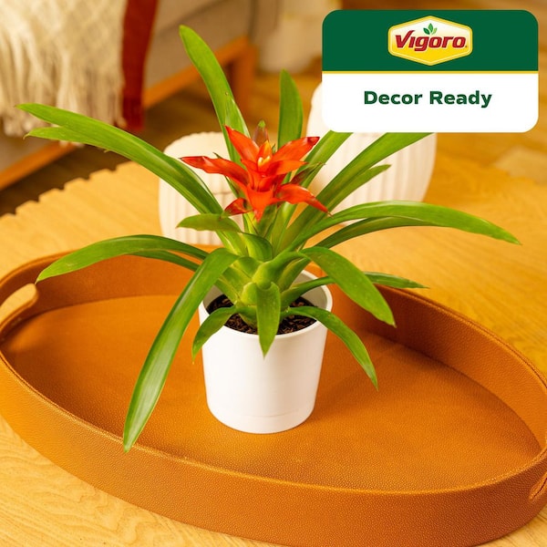 Grower's Choice Bromeliad Indoor Plant in 4 in. Decor Pot, Avg. Shipping Height 1-2 ft. Tall