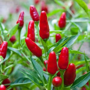 19 oz. Thai Hot Pepper Plant