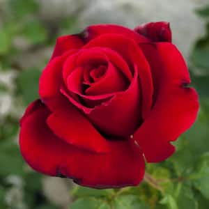Bare Root Red Rose Plant with Blooms