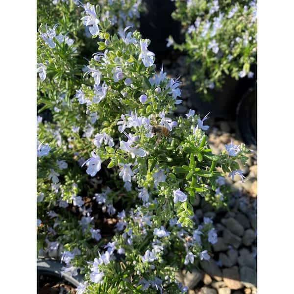 Alder & Oak 1 Gal. Tuscan Blue Rosemary Shrub (4pack) ROTU01 The Home Depot