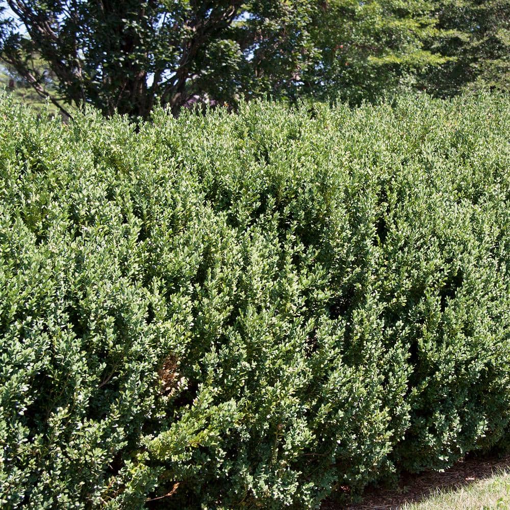 ◆あご当てCozina型 HillClamp BoxWood 4/4 Green Mountain Boxwood Foundation/Hedge Shrub in 1-Gallon