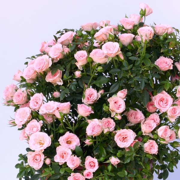 national PLANT NETWORK 4 in. Cupcake Mini Rose with Pink Flowers