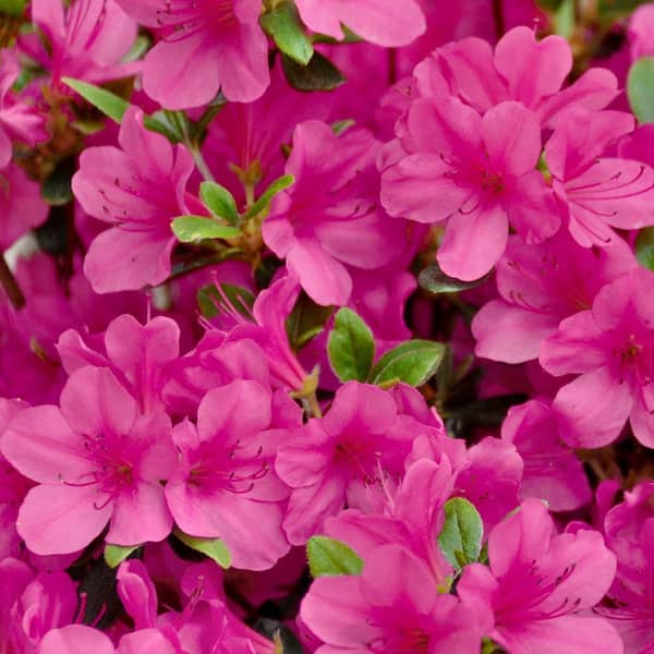 national PLANT NETWORK 2.5 Quart Azalea 'Rene Michelle' Flowering Shrub with Pink Flowers
