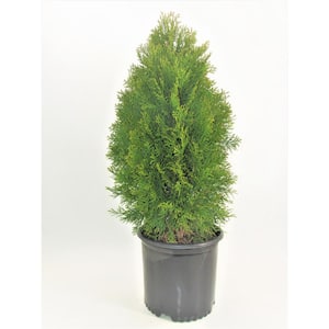 3 Gal. Arborvitae Green Giant Holiday Shrub Plant