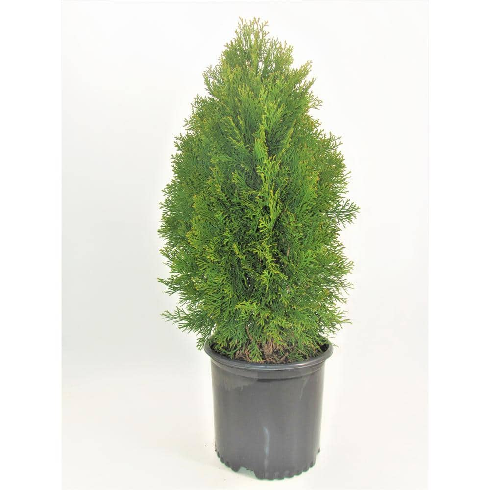 BELL NURSERY 7 Gal. Smaragd Emerald Green Arborvitae (1-Pack ...