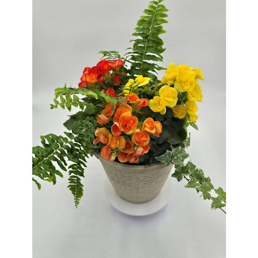 Bella Vita 10 in. Begonia Patio Container Amber Flame Easy-Care Annual ...