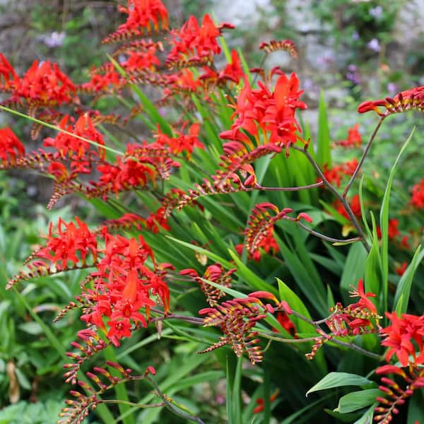 VAN ZYVERDEN Crocosmia Lucifer Bulbs (25-Set) 83536 - The Home Depot