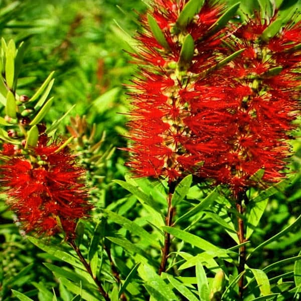 OnlinePlantCenter 3 Gal. Little John Dwarf Bottlebrush Shrub With Red Flowers