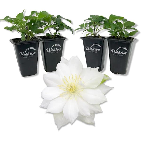 Wekiva Foliage Clematis Duchess of Edinburgh-4 Live Starter Plants in 2 in. Growers Pots-Starter Plants-Clematis