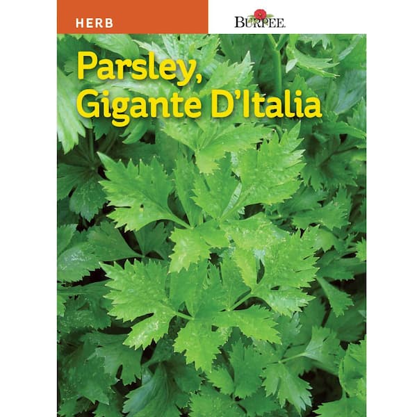 Italian Herb Parsley Giante D'Italia Seed