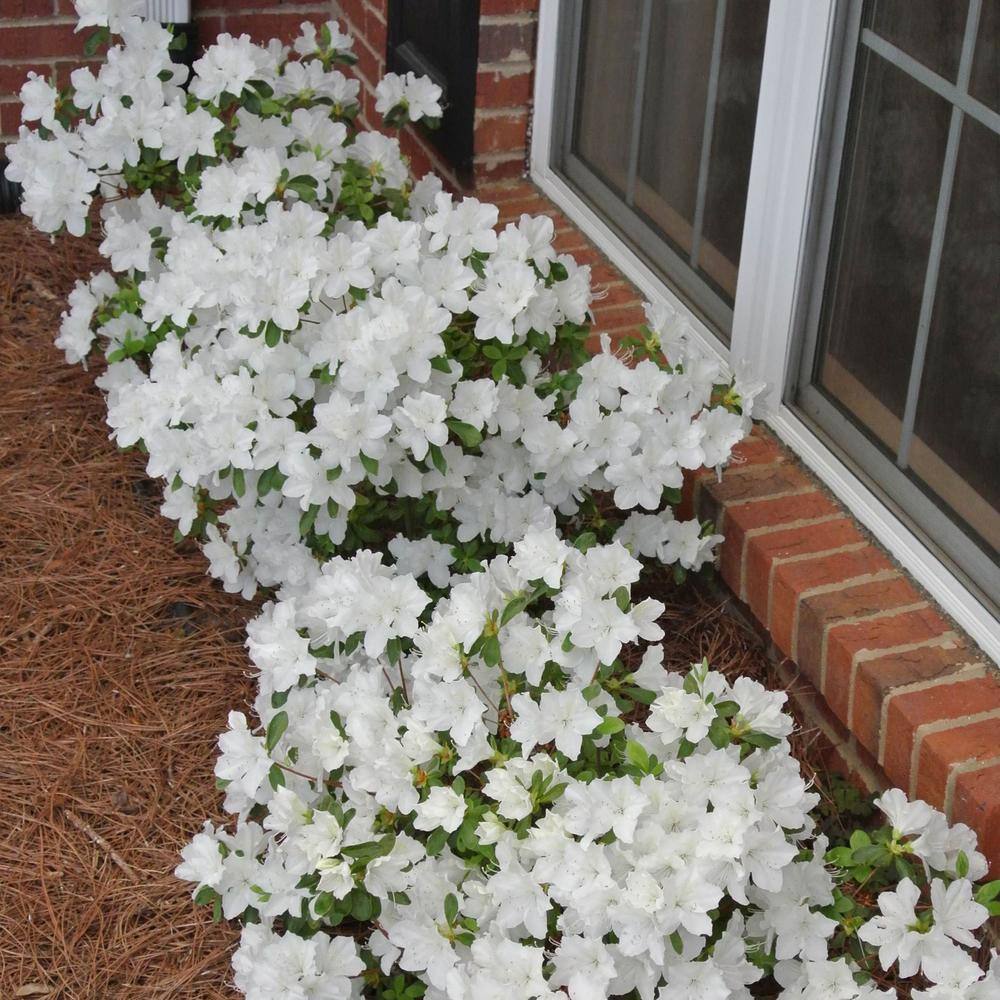 Delaware Valley White Azalea Shrub with Green Foliage, 1 Gallon Container
