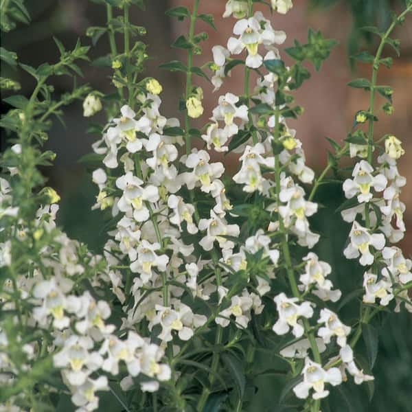 Unbranded 4.5 in. White Angelonia Plant