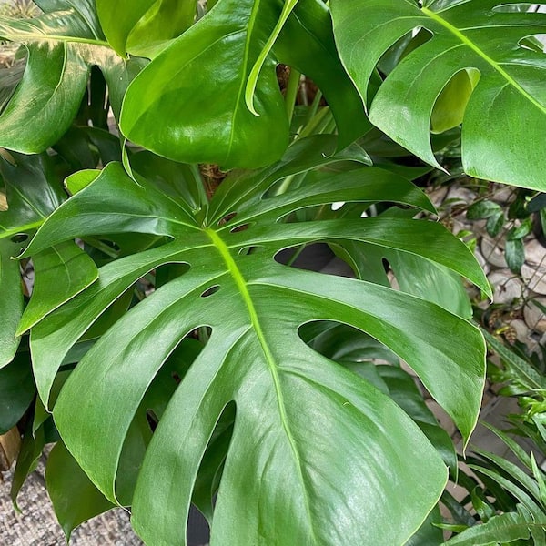 Wekiva Foliage Monstera Deliciosa Plant-Live Plant in a 6 in. Growers Pot-Monstera  Deliciosa-Easy to Grow Air Purifying Indoor Plant MonDeli6x1 - The Home  Depot