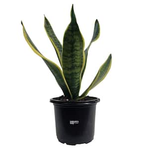 Sansevieria Superba Live Indoor Plant in Growers Pot Avg Shipping Height 10 in. Tall