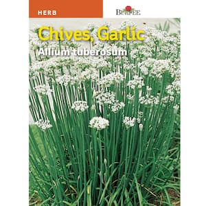 Chive-Garlic Herb Seed