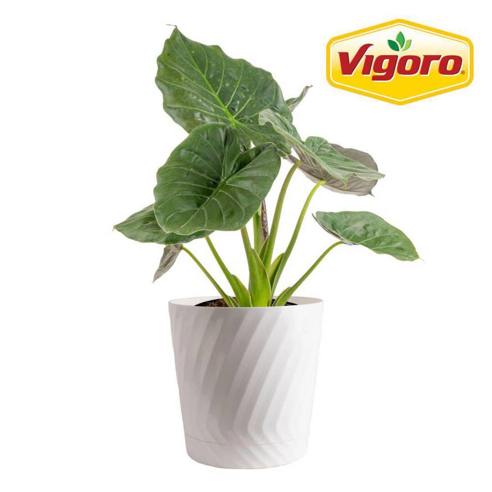 Vigoro Grower's Choice Indoor Alocasia Elephant Ear Plant in 10 in. White  Decor Planter, Avg. Shipping Height 1-2 ft. Tall L-ALC-S-PWT-01 - The Home  Depot