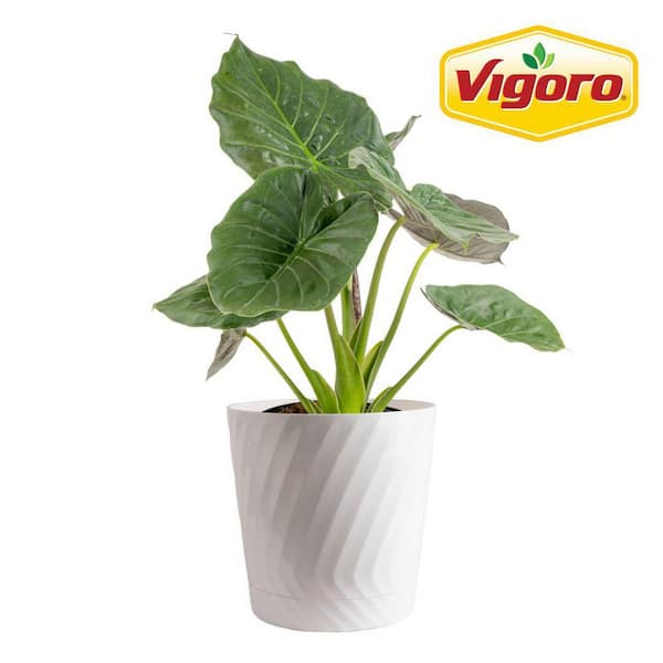 Vigoro Grower's Choice Indoor Alocasia Elephant Ear Plant in 10 in. White Decor Planter, Avg. Shipping Height 1-2 ft. Tall