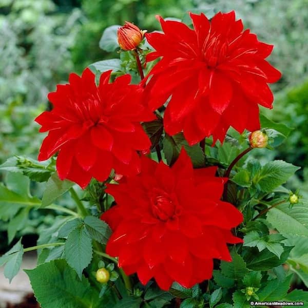 BELL NURSERY 2.5 qt. Red Dahlia Annual Live Plant with Red Flowers (3-Pack)